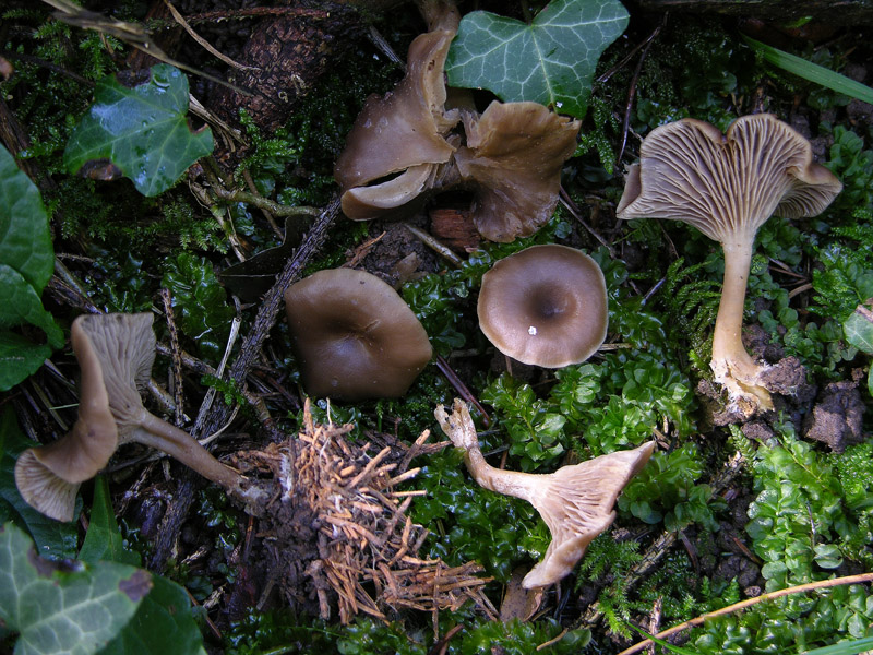 Quando le lamelle decorrono...